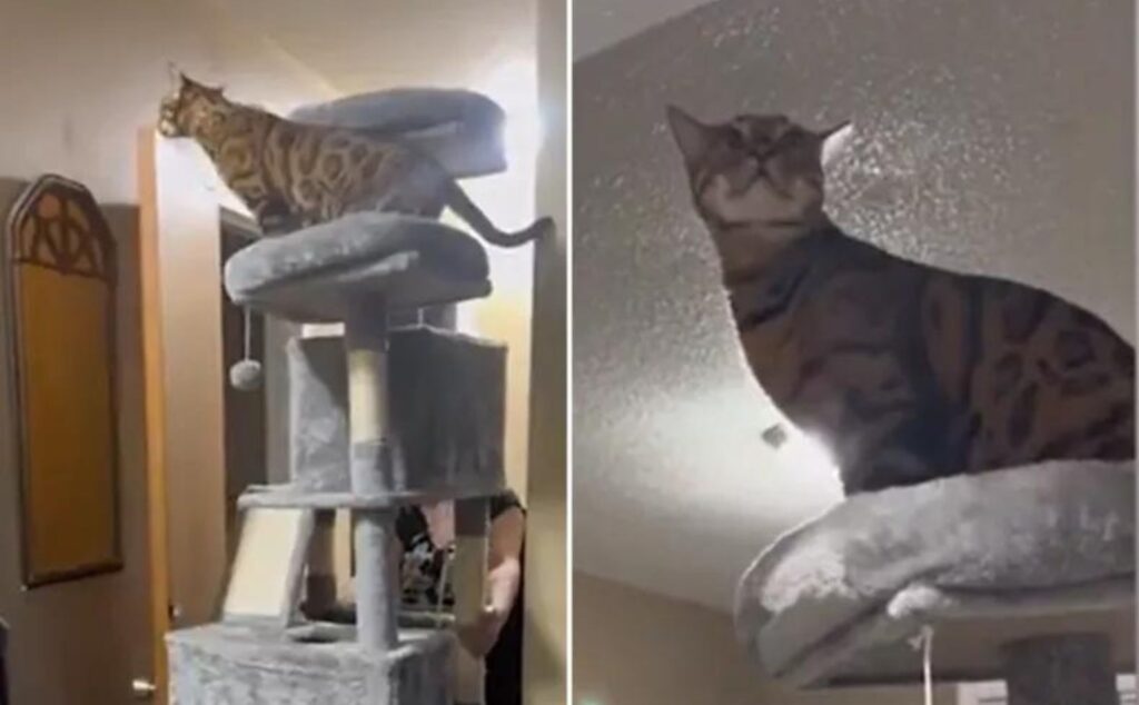 Come un vero capitano: il gatto decide di non muoversi mentre il suo tiragraffi preferito viene spostato (VIDEO)