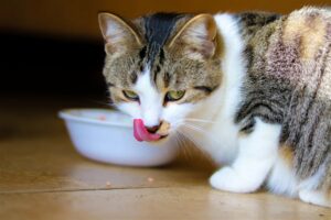 Perché il gatto vomita dopo mangiato?
