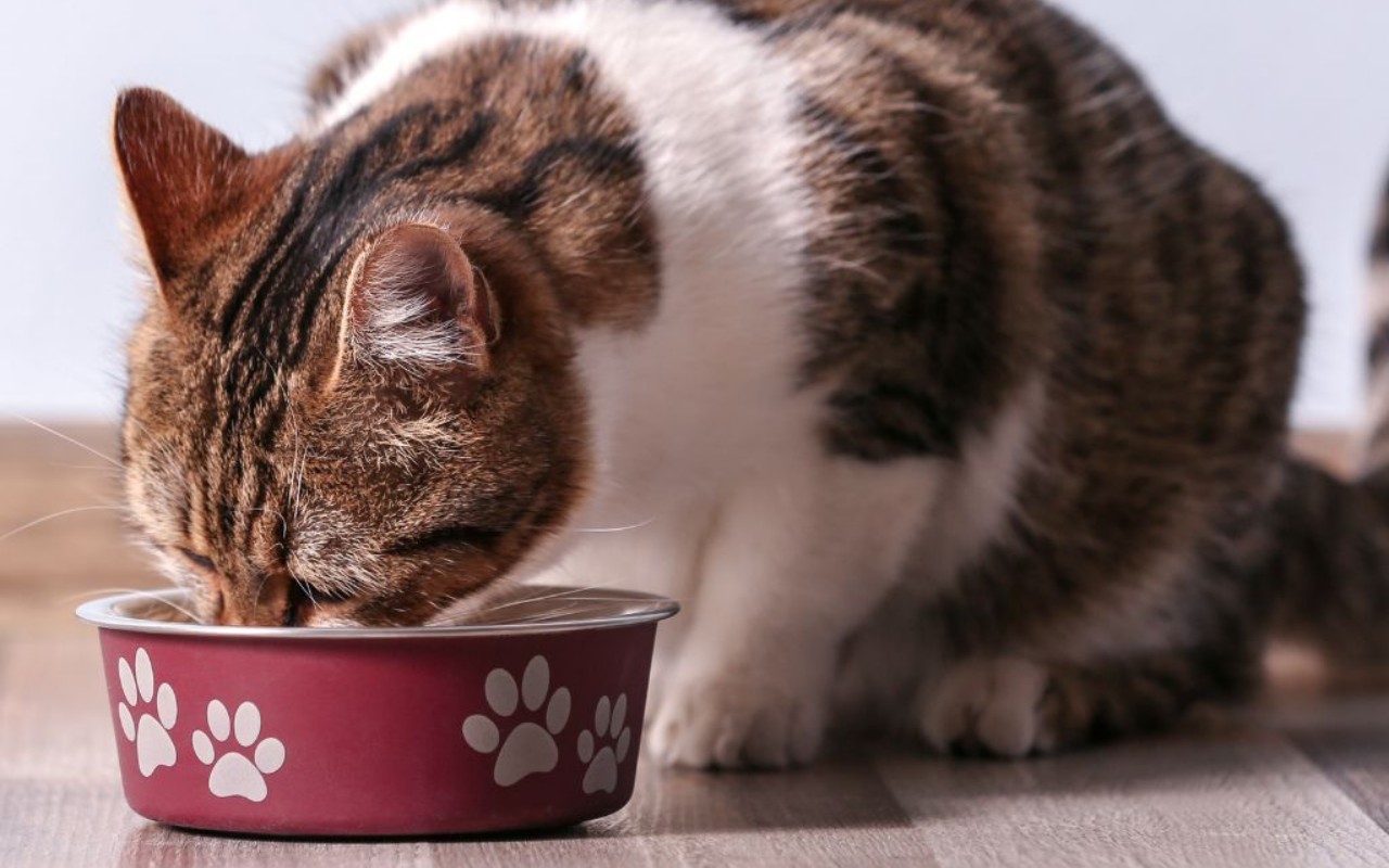gatto mangia dalla sua ciotola