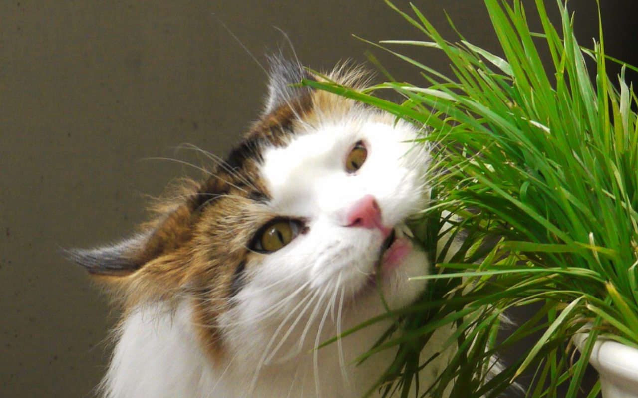 gatto mangia erba gatta