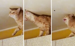 Il gatto vede una cimice per la prima volta nella sua vita e sembra essere molto confuso su quello che deve fare (VIDEO)