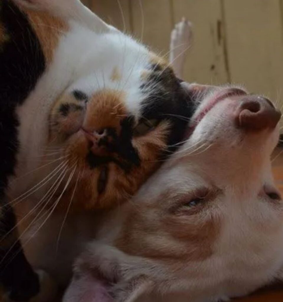 un gatto e un cane di nome Lucy