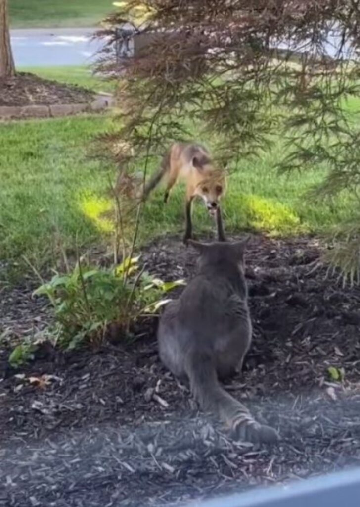 un gatto e una volpe