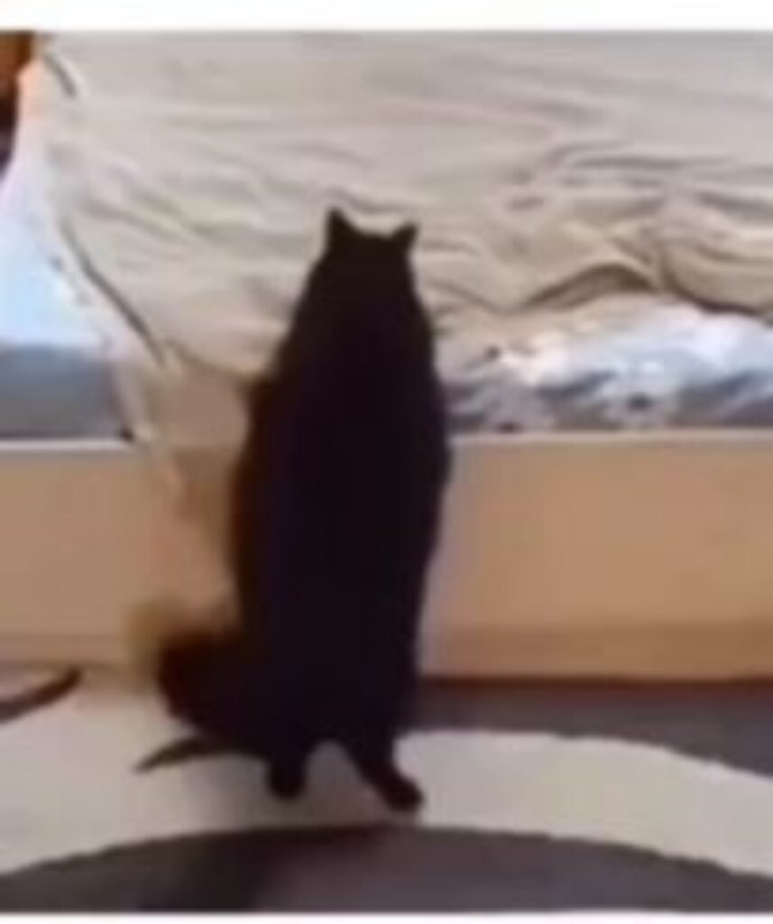 un gatto che rifà un letto