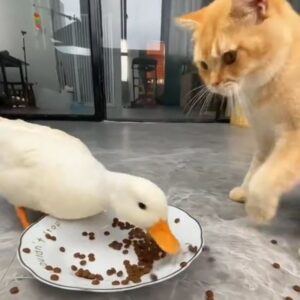 Il gatto condivide il suo piatto di croccantini con un’oca ma no, non è affatto contento