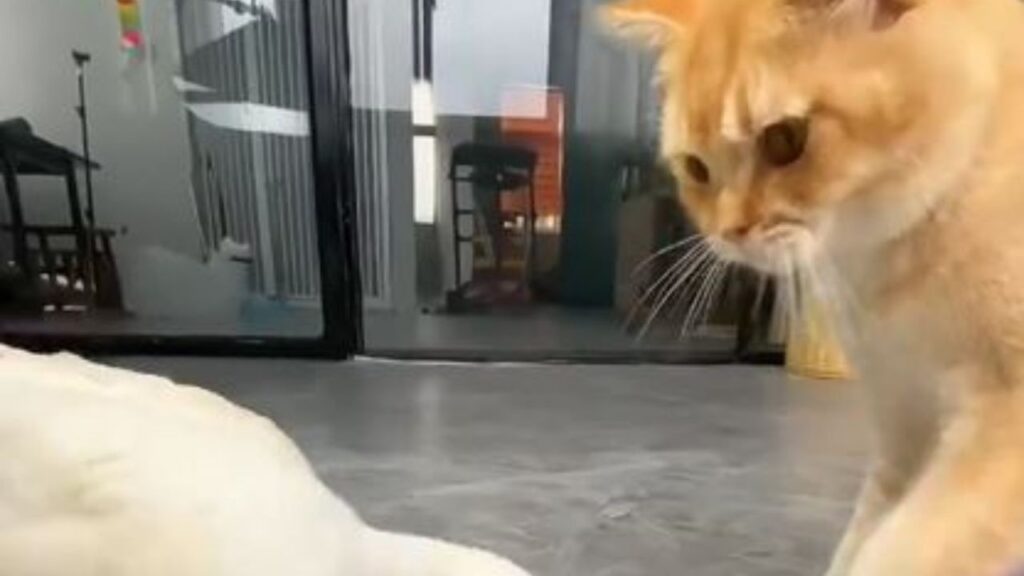 un gatto con un'oca