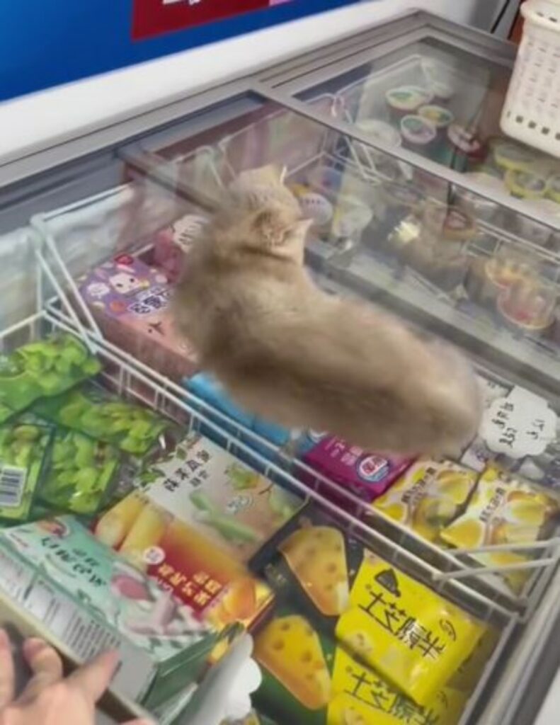 un gatto al supermercato