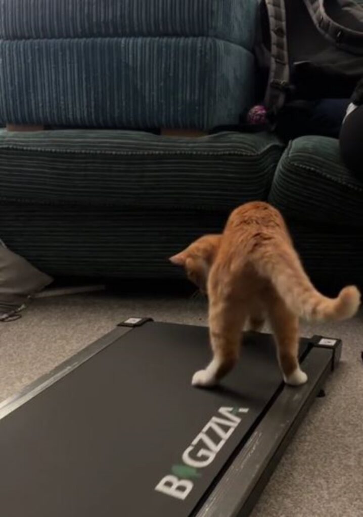 un gatto sul tapis rouland