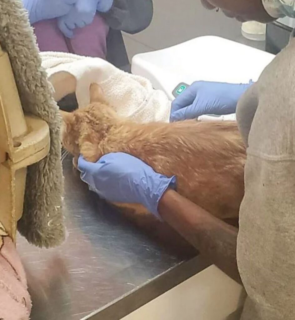 un gatto dal veterinario