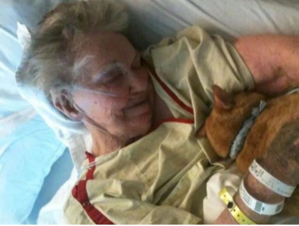 un gatto arancione con una donna anziana