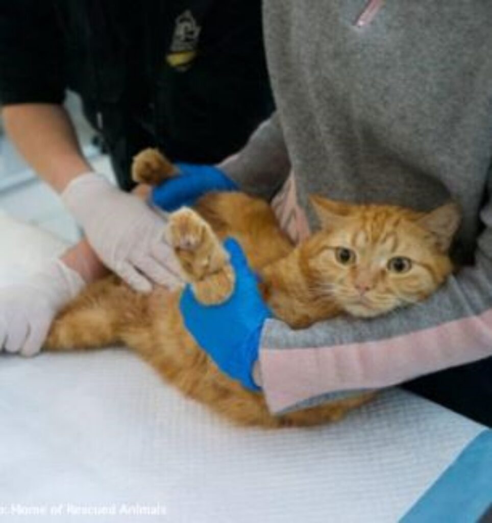 un gatto in clinica