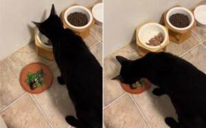 Dopo una vita da randagio, ora questo gatto ha gusti raffinati: mangia il suo cibo solo se accompagnato dall’insalata (VIDEO)