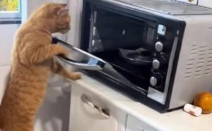 Proprio così: questo gatto ha imparato a rubare il cibo direttamente dal forno (VIDEO)