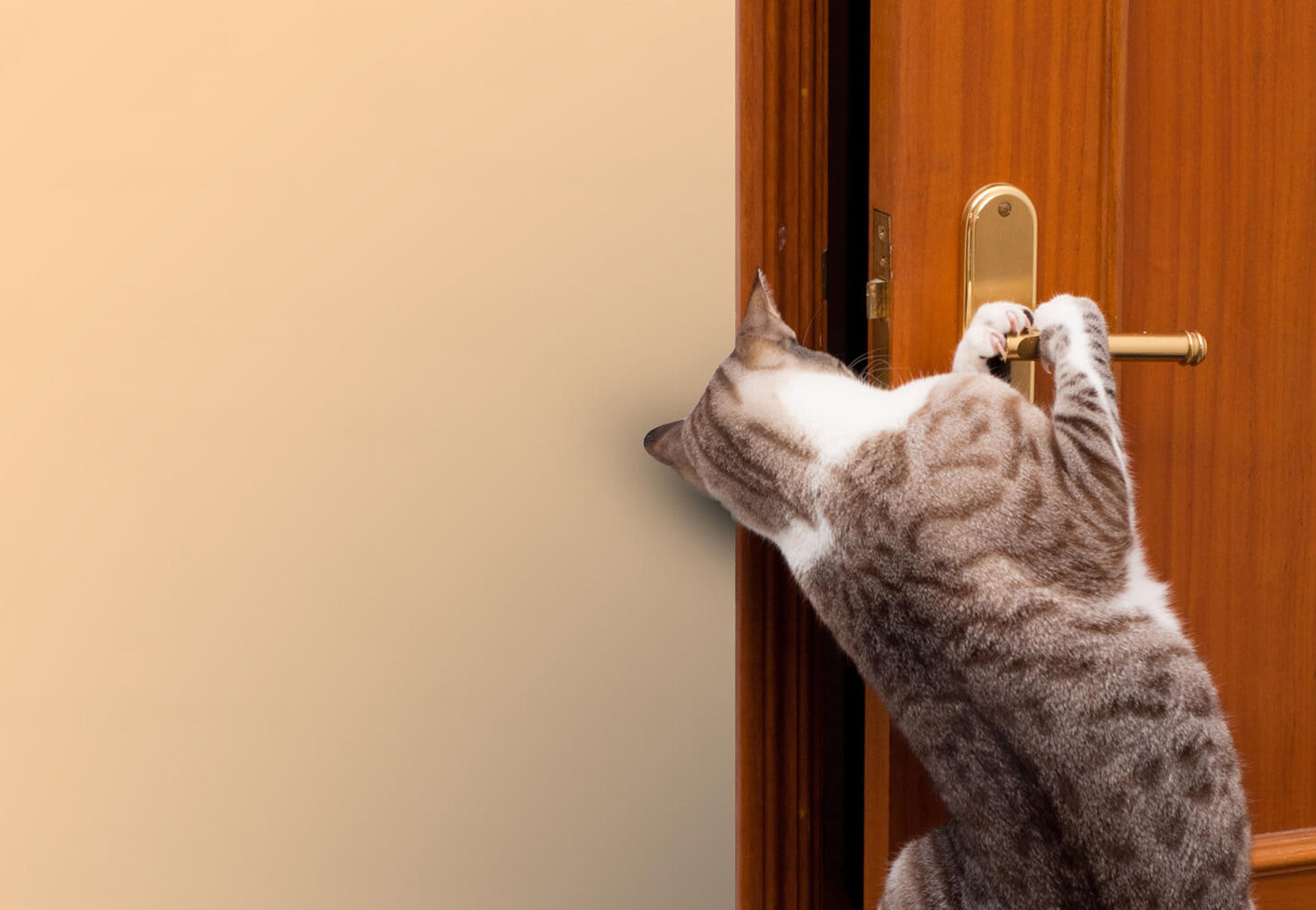 gatto riesce ad aprire la porta