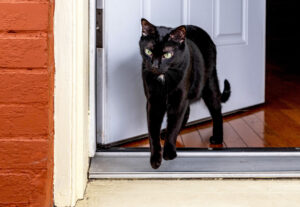 gatta esce dalla porta di casa