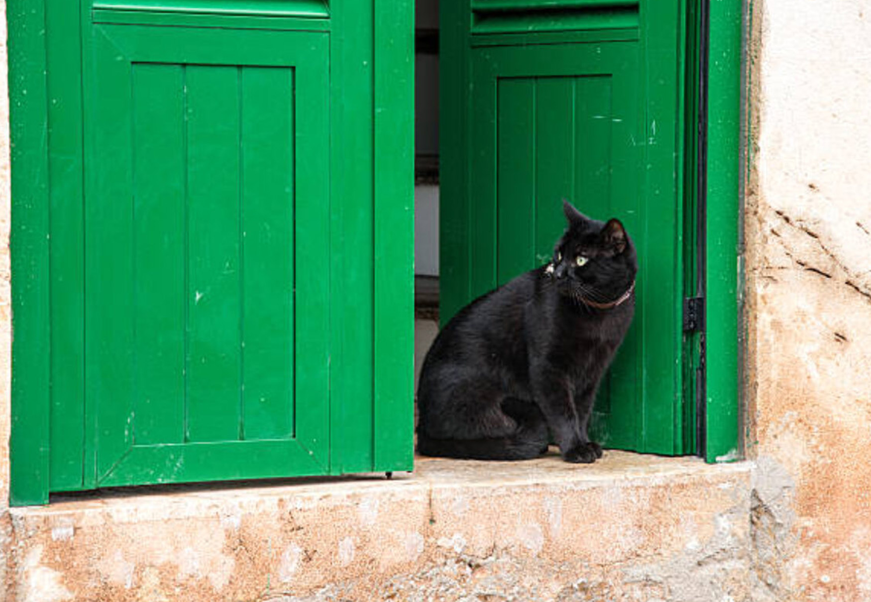 Gatto guarda fuori dalla porta 