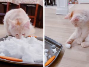 La prima volta di questo gatto Maine Coon sulla neve è spiazzante, ma lui non si lascia sicuramente intimidire