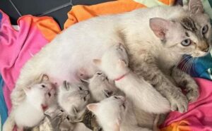 Alla mamma gatta e ai suoi gattini vengono dati dei nomi musicali: adesso tutti li amano