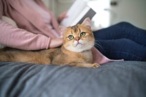 Cani e gatti, una vita felice parte dal peso-forma