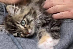 Era un piccolo randagio che vagava per la strada: ora questo gatto dal pelo fantastico si è del tutto trasformato