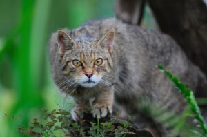 Quanta forza ha davvero un gatto?