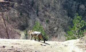 Raro esemplare di gatto selvatico visto sull’Appennino Tosco-Romagnolo