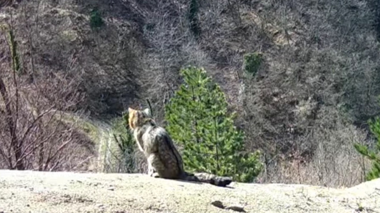 Raro esemplare di gatto selvatico