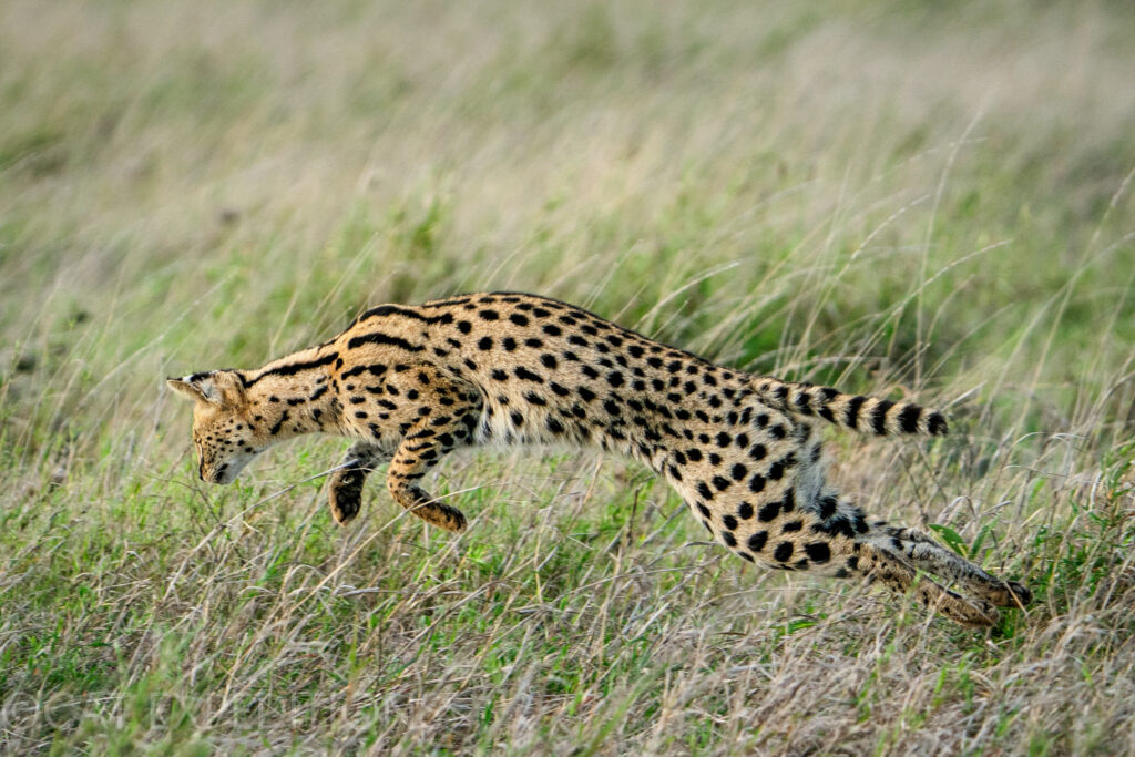 gatto serengeti in natura