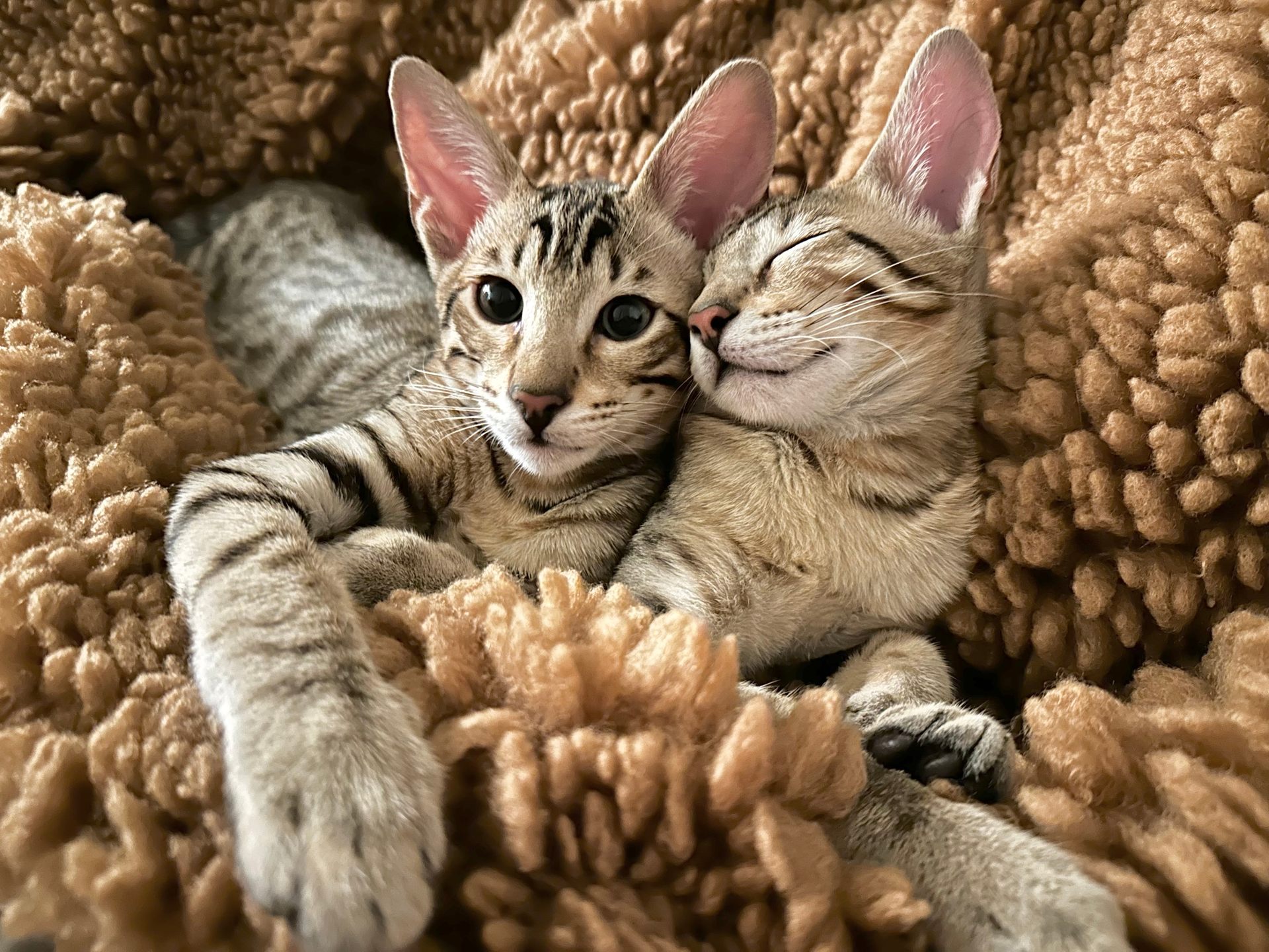 cuccioli di gatto serengeti