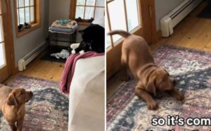 I gatti sono autorizzati a stare sul divano e fanno i superiori, il modo di prenderla del cane è tutto un programma (VIDEO)