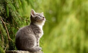 Gattino vicino a un albero