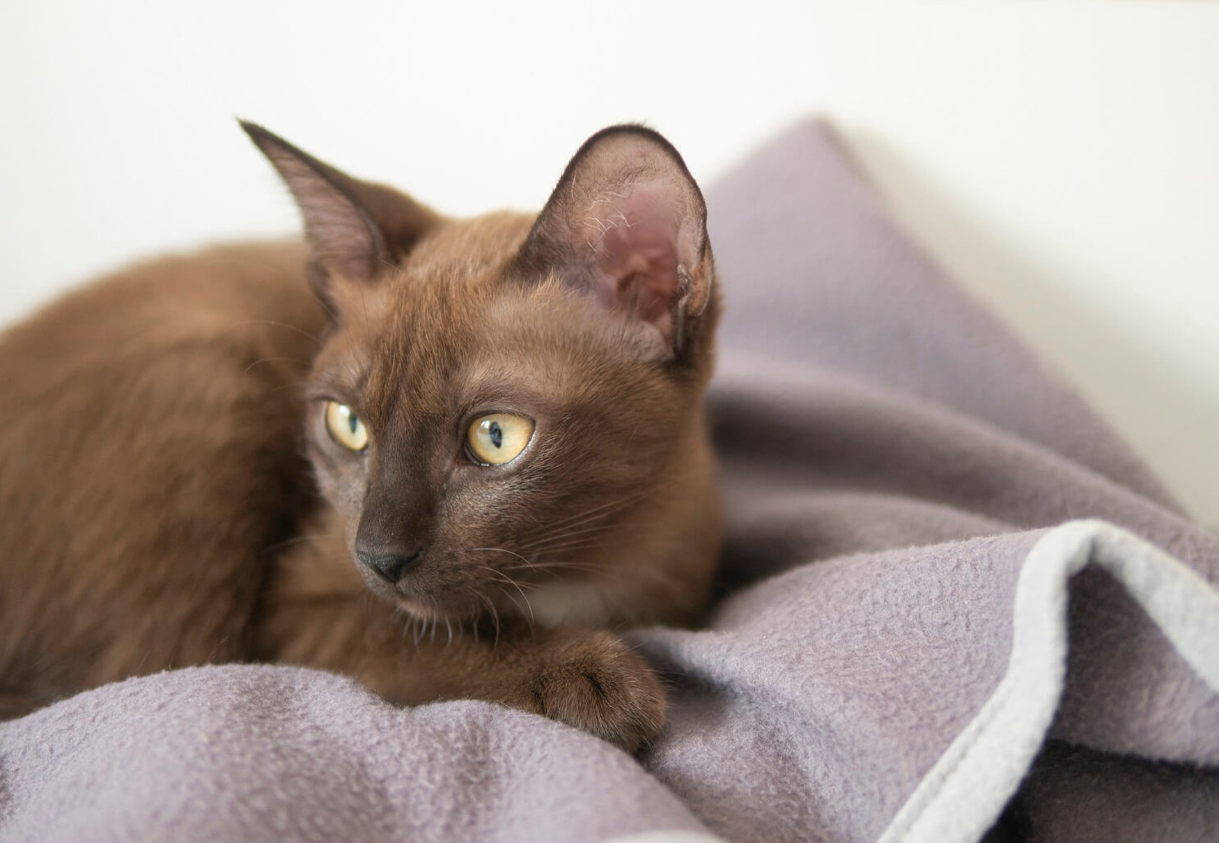 gatto disteso su coperta