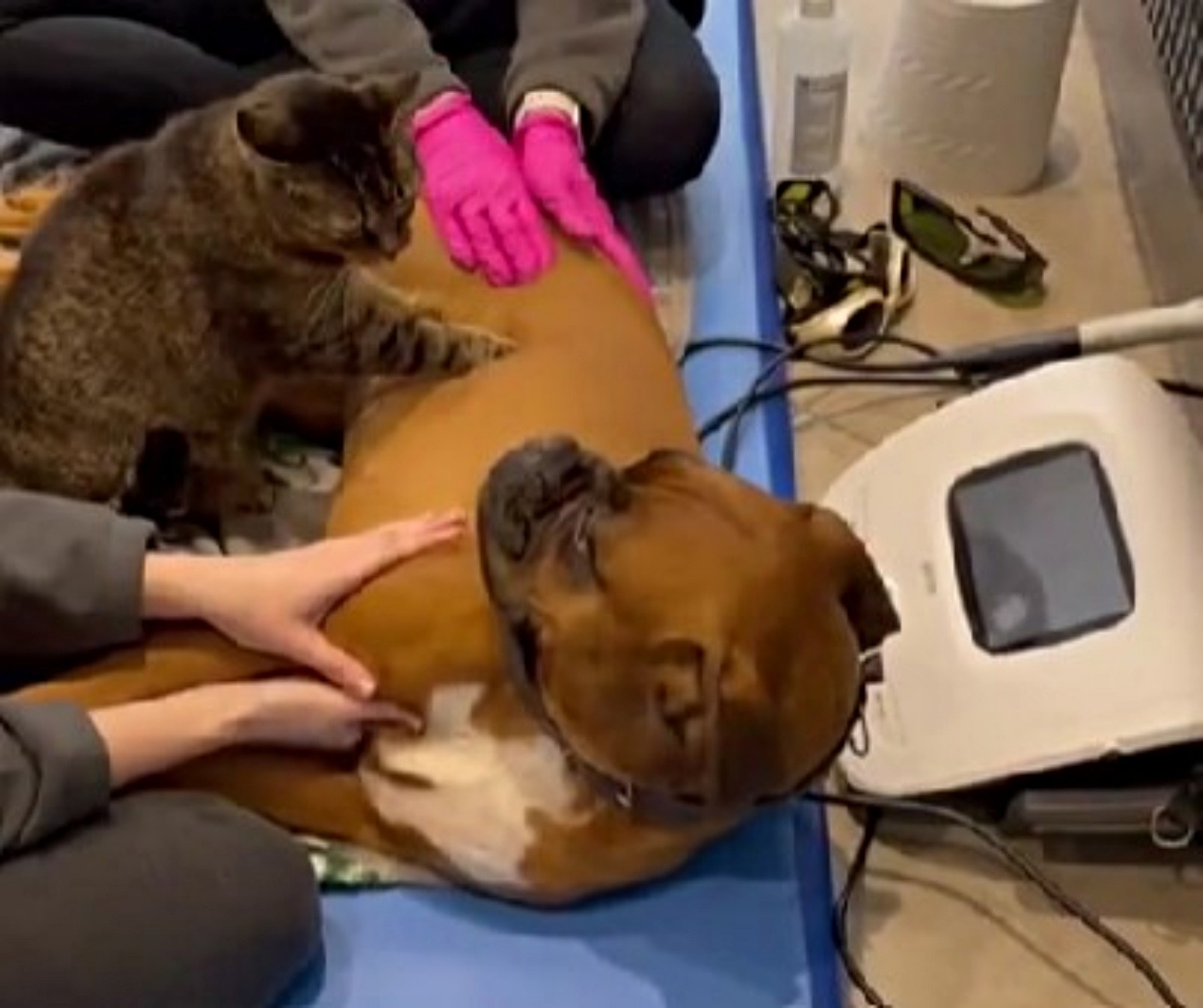gatto fisioterapista con paziente canino