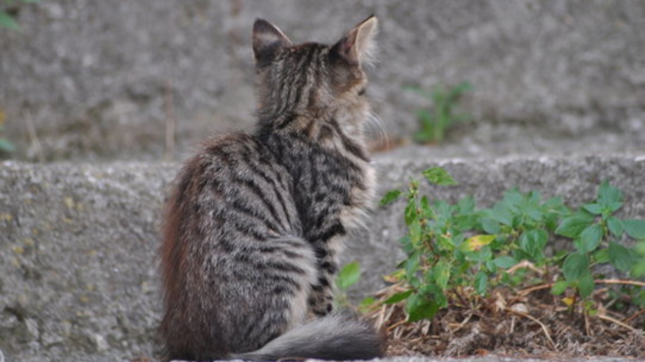 gattino in strada