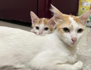 Copie perfette: le foto di queste 5 mamme gatte e dei loro cuccioli vi faranno sognare per le estreme somiglianze