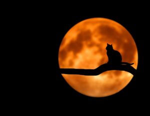 Credenza popolare o verità? Scopriamo se tra gatti e luna piena esiste (davvero) una correlazione