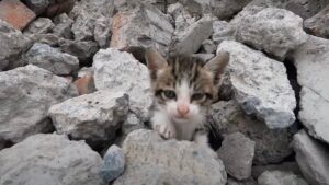 Dopo aver perso mamma gatta, il gattino non ha avuto pace: è rimasto bloccato tra le rocce e non riusciva a salvarsi – Video