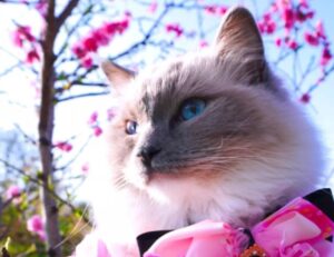 È primavera anche per loro! 5 foto di gatti che si godono i primi giorni di sole al meglio