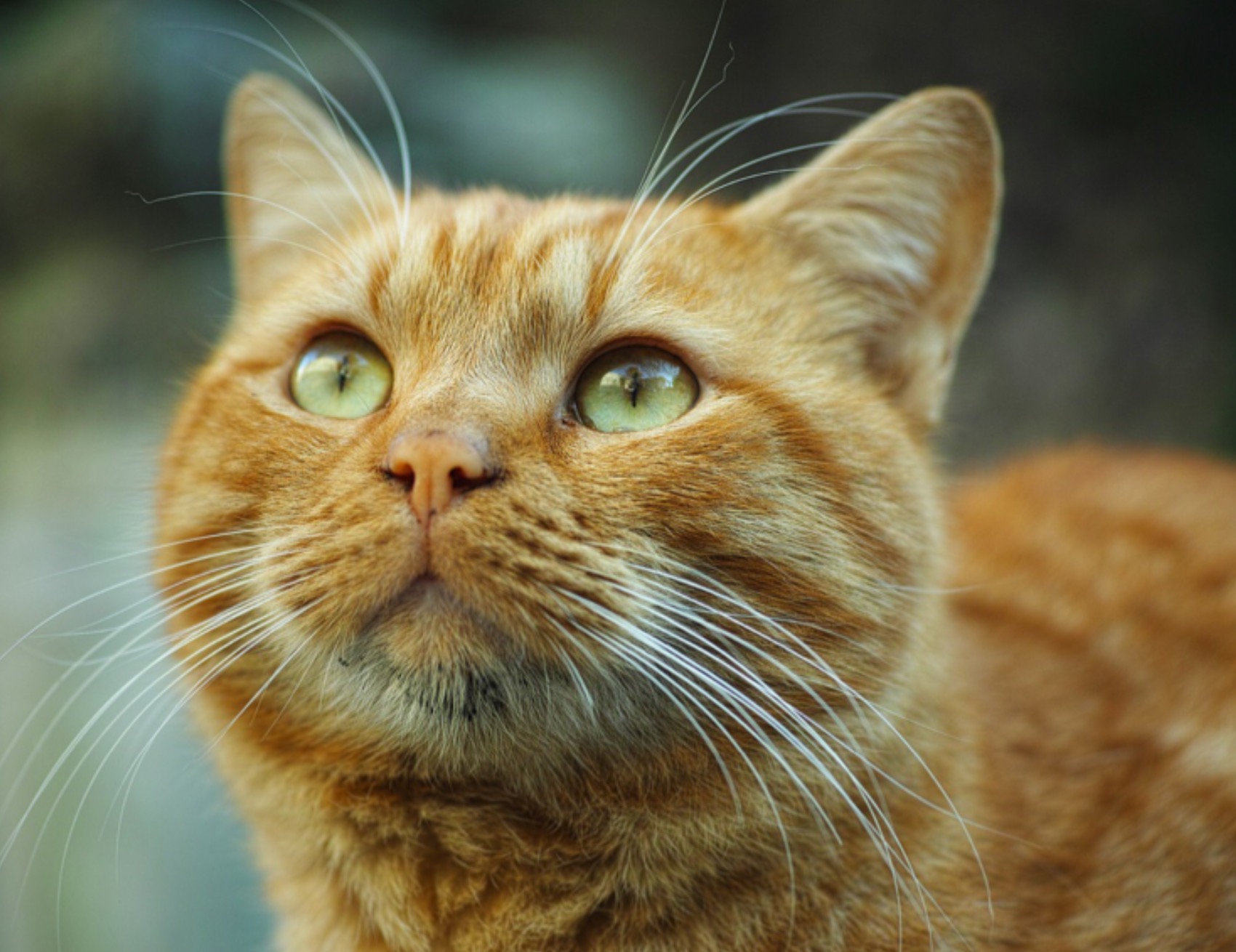 Gatto guarda avanti