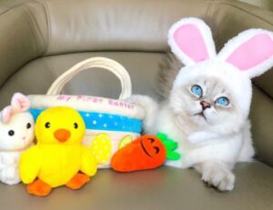 Gatti o coniglietti pasquali? Queste 5 foto di gatti travestiti per Pasqua vi faranno letteralmente sciogliere