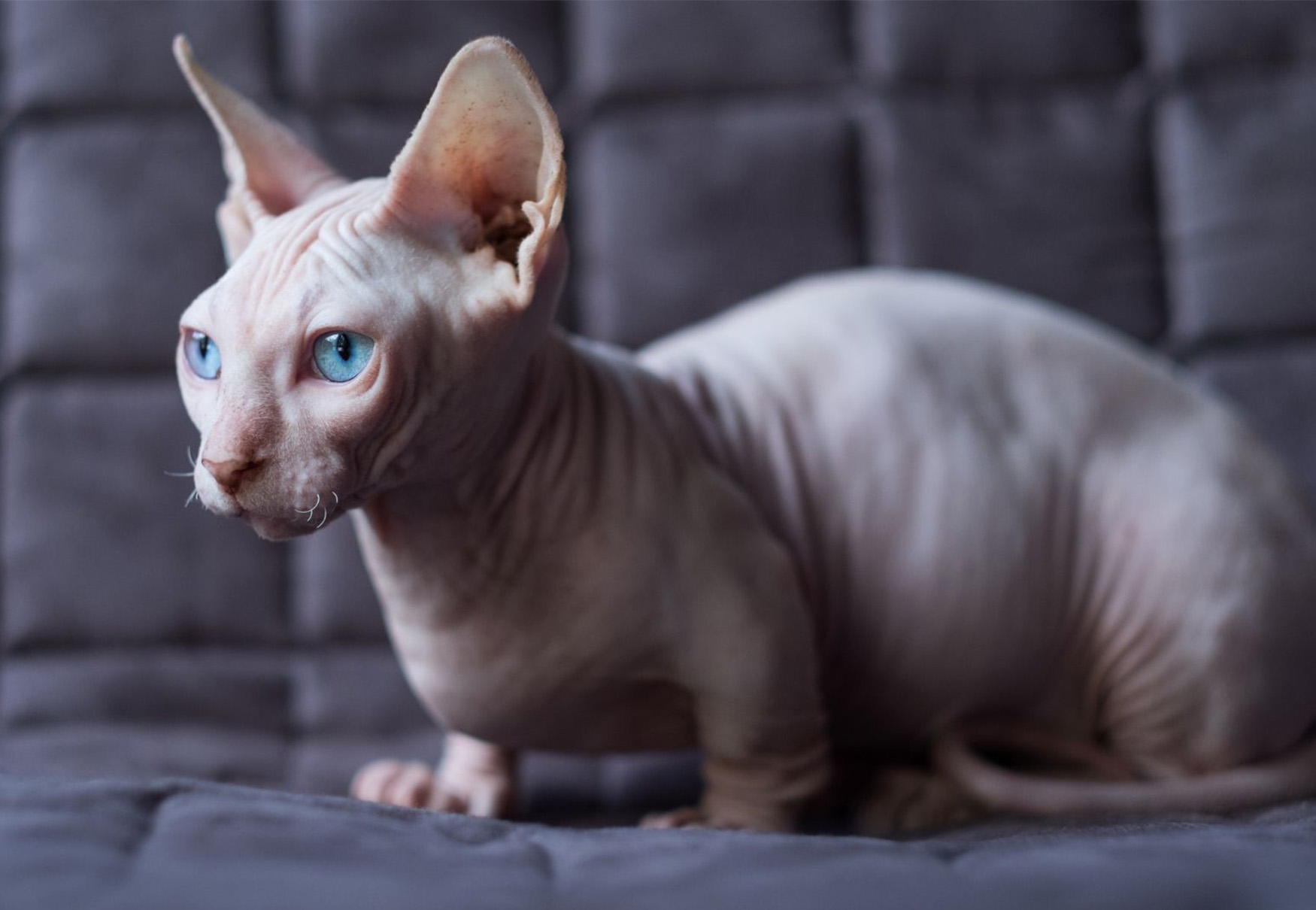 gatto senza pelo e con occhi azzurru