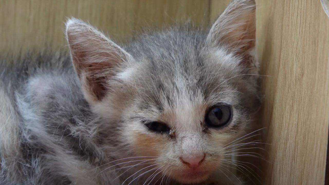 Primo piano gatto