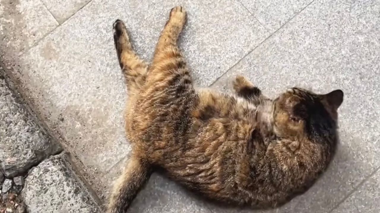 Gattino per strada