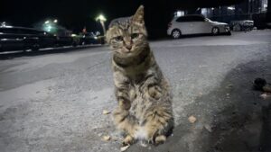 Hanno notato questo gatto randagio senza zampe anteriori per strada, mentre soffriva: sono intervenuti subito – Video