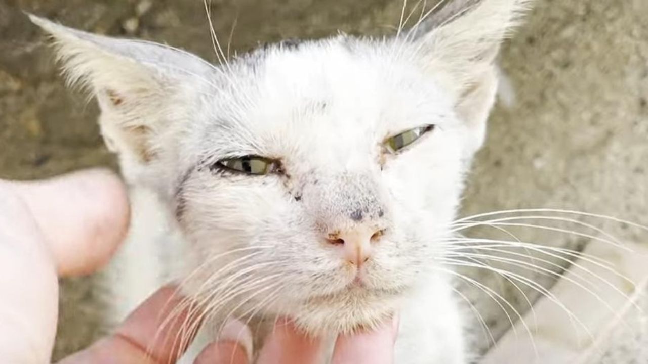 Gatto di pelo bianco