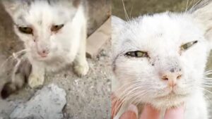 Hanno trovato questo gatto in condizioni miserabili mentre erano in vacanza a Dubai: non ci hanno pensato due volte – Video