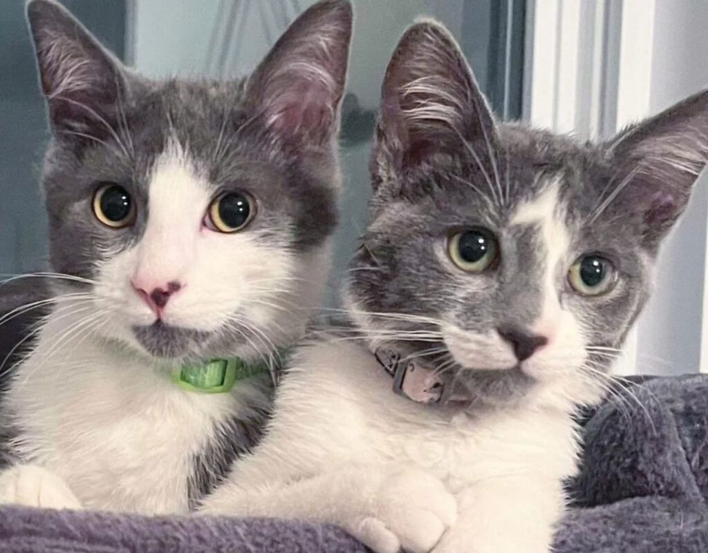 gattini gemelli