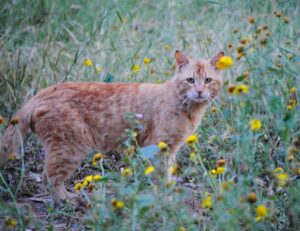 I gatti amano davvero moltissimo la primavera ma è meglio fare attenzione a queste fioriture, per il loro bene