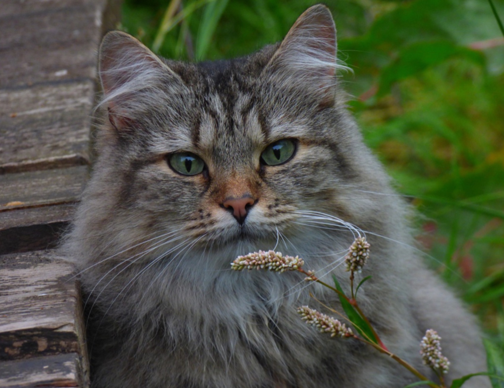 Gatto guarda avanti