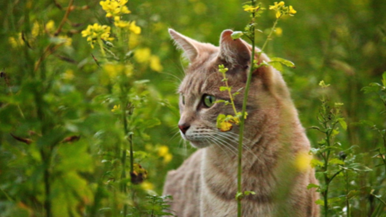 Gatto guarda a lato